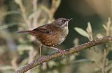 Tasmanian Scrubwrenborder=